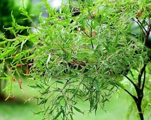 Lá đinh lăng được coi là 'sâm của người nghèo', vì sao?