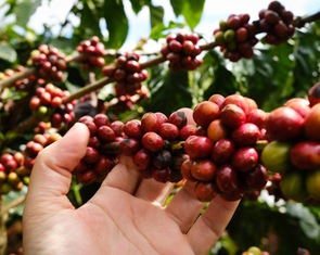 Giá cà phê giảm thêm, nhưng vẫn tốt hơn cùng kỳ năm trước