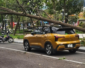 Cây bật gốc giữa phố Quy Nhơn, đè bị thương 1 phụ nữ