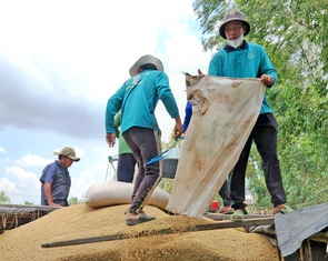 Không dễ tăng lượng gạo Việt xuất khẩu sang Nhật dù nước bạn đang thiếu, vì sao?