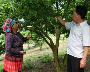 Chủ động các điều kiện phục vụ thu hoạch, chế biến, tiêu thụ nông sản