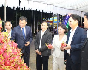 Xây dựng thương hiệu ‘Thanh long Sơn La’