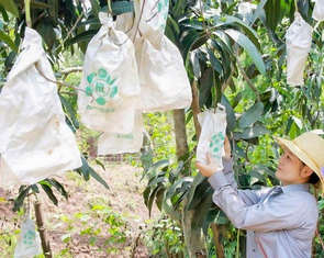 Bao quả - Tăng giá trị kinh tế