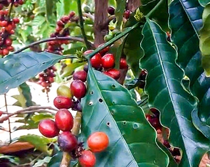 Giá cà phê bất ngờ bật tăng sau chuỗi ngày giảm liên tục