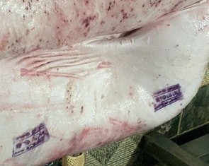 Heo bệnh mà lại đóng dấu 'được đưa ra thị trường' là sai