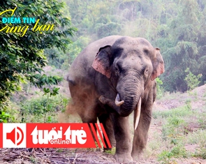 Điểm tin 18h: Voi rừng quật chết cụ già
