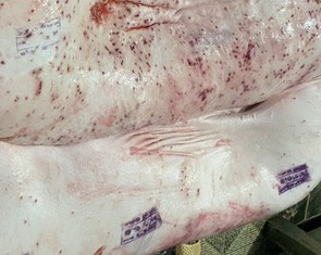 Xác định được người đóng dấu kiểm dịch sai đối với heo bệnh của Công ty C.P. Việt Nam
