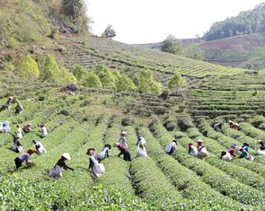 Khai thác lợi thế phát triển nông nghiệp bền vững