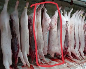 Người 'tố' Công ty C.P. bán thịt heo bệnh tiếp tục cung cấp hình ảnh cho cơ quan chức năng