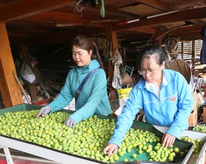 Thành phố Sơn La vào mùa thu hoạch mận tam hoa