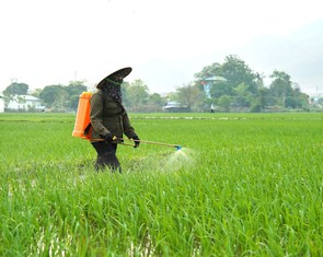 Phù Yên đẩy mạnh phát triển nông nghiệp hữu cơ