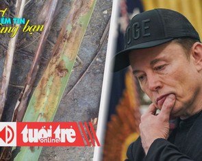 Điểm tin 8h: Sâu đầu đen gây hại hơn 100ha dừa; Giới đầu tư tháo chạy vì Trump - Musk