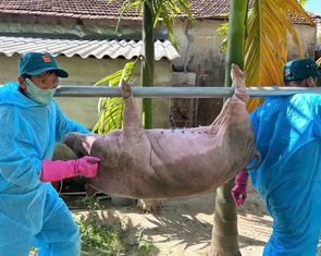 Dịch tả lợn châu Phi có gây bệnh cho người?