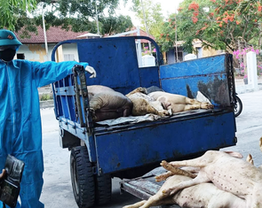 Một phường ở Đà Nẵng bùng phát dịch tả lợn châu Phi