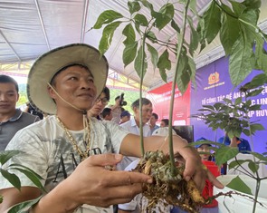 Đà Nẵng dự kiến Lễ hội quốc tế sâm Ngọc Linh chuyển sang năm 2026