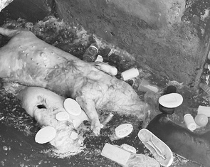 Xác heo chết vứt trôi trên kênh Phú Ninh giữa lúc Đà Nẵng có dịch tả heo châu Phi