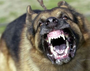 Khẩn cấp dập ổ dịch bệnh dại tại Quảng Ngãi, sau khi phát hiện chó mắc bệnh