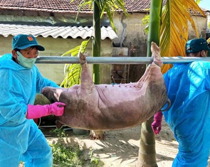 Người chăn nuôi giấu thông tin, dịch tả heo lan mạnh