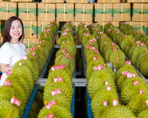Sầu riêng Việt Nam xuất khẩu sẽ có tiêu chuẩn quốc gia nghiêm khắc