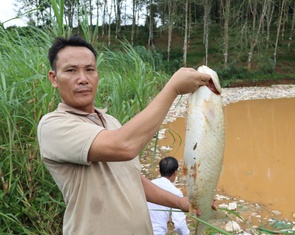 Cá chết hàng loạt sau vụ vỡ bờ bao hố rác, rác chảy ào ào như thác
