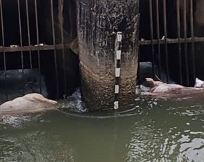 Dịch tả heo châu Phi cơ bản được kiểm soát, Quảng Ngãi khuyến cáo không ồ ạt tái đàn