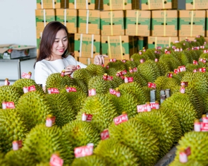 Đưa nông nghiệp Việt Nam vào top 15 thế giới năm 2030