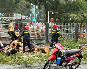 Mưa dông làm cây điệp cổ thụ bật gốc, đè 2 người đi đường ở Cà Mau