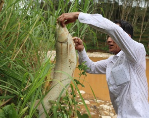 Vỡ bờ bao hố chôn lấp, rác chảy ào ào làm cá chết, môi trường ô nhiễm