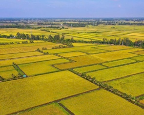 Giá gạo Việt Nam đang cao nhất thế giới, dự đoán còn tăng bất ngờ