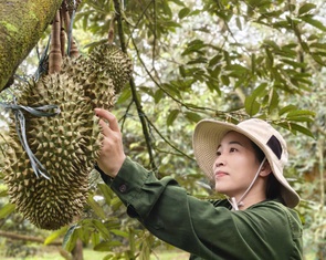Nông dân trồng sầu riêng Tây Nguyên thấp thỏm vì bão Kajiki