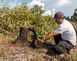 Rừng tràm phòng hộ ven biển bị chặt phá quy mô lớn, nghi chiếm đất chờ đền bù