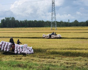 Vì sao giá lúa gạo ở miền Tây giảm mạnh?