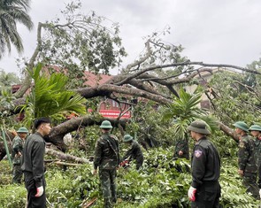 Dọn cây đổ sau bão ở Khu di tích Kim Liên đón người dân dịp Quốc khánh