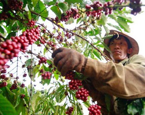 Xuất khẩu cà phê cán mốc 6 tỉ USD, sầu riêng đang phục hồi đà xuất ngoại