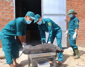 Theo chân đội xử lý heo bị dịch tả châu Phi
