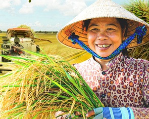 Giá gạo Việt Nam tăng mạnh khi Philippines cấm nhập khẩu gạo từ 1-9, vì sao?