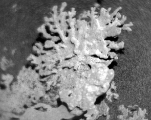 NASA phát hiện 'san hô' trên sao Hỏa