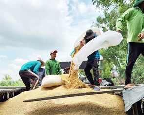 Philippines tạm dừng nhập gạo 60 ngày, lo 40% xuất khẩu gạo Việt Nam bị chặn cửa