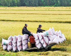 Bộ Công Thương họp bàn xuất khẩu gạo, ứng phó trước lệnh ngừng nhập gạo của Philippines