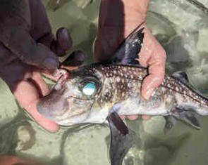 Phát hiện cá mập mọc răng trên trán, khoa học sững sờ