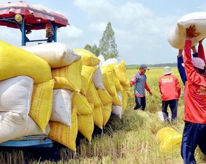 Philippines tạm ngừng nhập khẩu gạo, thị trường gạo Việt Nam không chịu tác động lớn