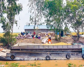 Cần liên kết để nâng cao giá trị hạt gạo Việt