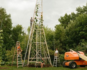 Choáng với cây hướng dương cao nhất hành tinh: 10,9m