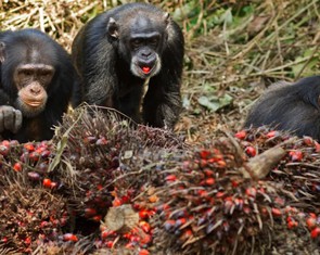 Sở thích nhậu nhẹt của con người bắt nguồn từ... tinh tinh?