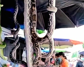 Video quay cảnh một khu chợ bán cá sấu, rắn ở Thái Lan/Trung Quốc là giả