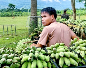 Sau thảm kịch tang thương, nông dân đồng loạt rời chợ chuối giữa lòng quốc lộ, tập kết nơi mới