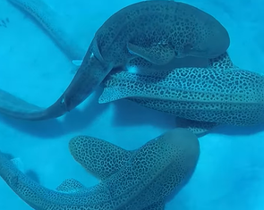 Khoảnh khắc cá mập báo 'giao phối tay ba' dưới biển