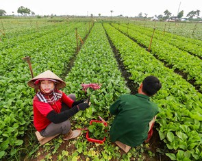 Hợp tác xã khó đưa trực tiếp rau VietGAP vào trường học vì 'thiếu quan hệ'