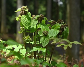 Loài cây 'láu cá' giả giọng kiến kêu cứu để dụ... ruồi