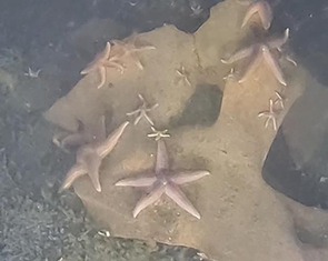 Sinh vật biển sinh sôi tốt trên kho vũ khí độc hại dưới đáy biển Baltic